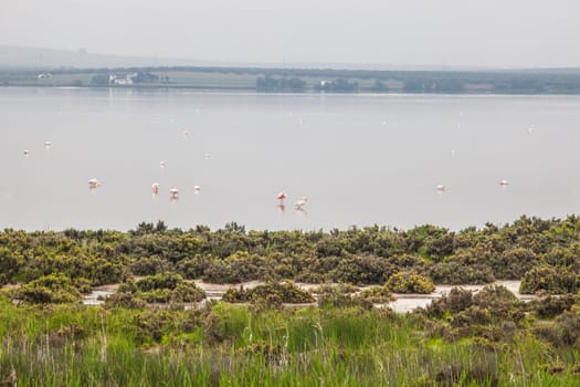 Flamingos at Fuente de Piedra lagoon a foggy day, Malaga, Spain