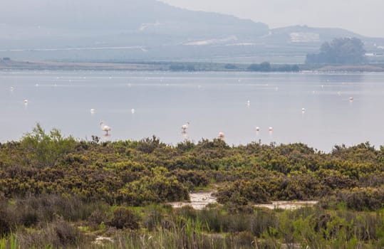 Flamingos at Fuente de Piedra lagoon a foggy day, Malaga, Spain