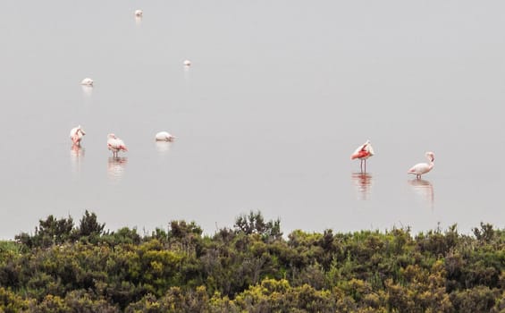 Flamingos at Fuente de Piedra lagoon a foggy day, Malaga, Spain