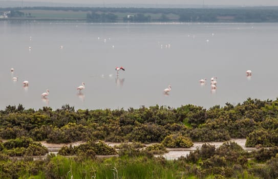 Flamingos at Fuente de Piedra lagoon a foggy day, Malaga, Spain