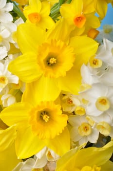 Multicolored narcissus background in studio