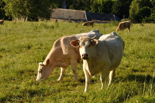 Norman cow  in meadows