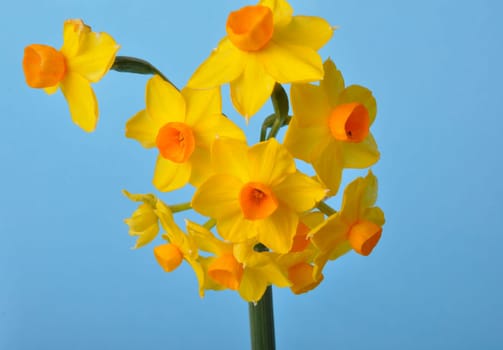 Yellow and orange daffodils on blue background