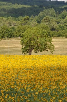 Domme, sun flower field