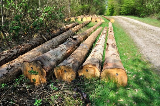 Cut tree trunks in the Saint-Pierre-Lès-Elbeuf communal forest