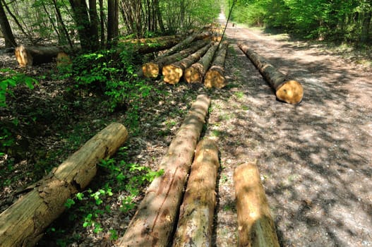 Cut tree trunks in the Saint-Pierre-Lès-Elbeuf communal forest