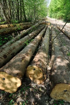 Cut tree trunks in the Saint-Pierre-Lès-Elbeuf communal forest
