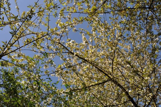 Cherry blossom branches in Normandy