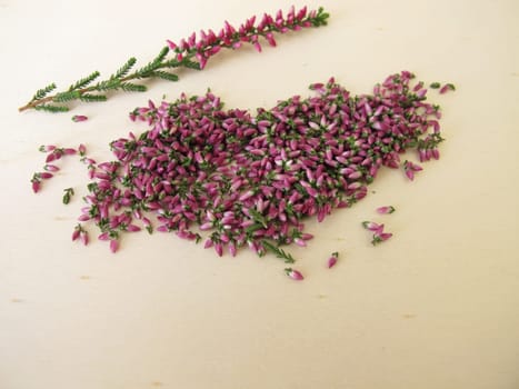 Dried pink heather flowers on a wooden board