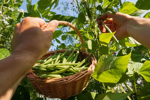 Hand harvesting fresh green runner beans from the garden