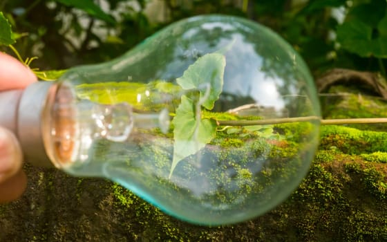 Fresh green leaves growing inside a fluorescent light bulb in sunlight. Future lies in using renewable energy technology background. Role of solar energy ecology in sustainable development concept.
