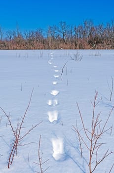 Animal Tracks in the Winter Snow in Crabtree Nature Center in Illinois