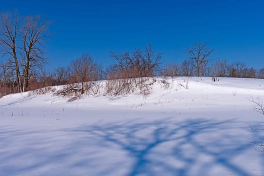Tree Shadows on the Unblemished Snow in Crabtree Nature Center in Illinois