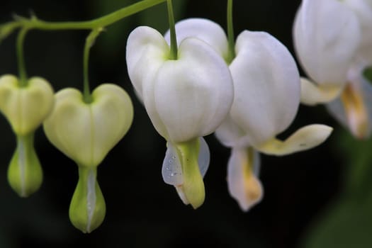 Macro photo of white Bleeding Heart flowers blooming.