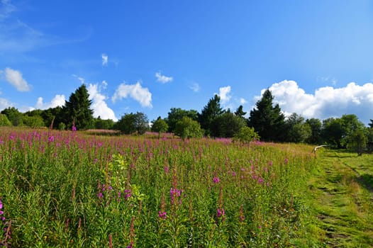fireweed