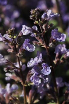 Closeup of the purple flowers on a catmint plant.