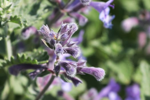 A garden of catmint plants in bloom growing.