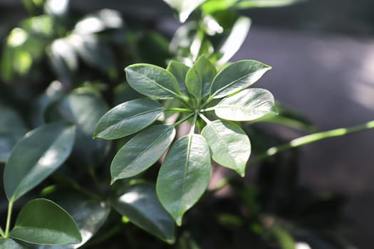 Tiny new growth leaves on a dwarf umbrella tree.