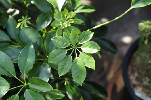 Tiny new growth leaves on a dwarf umbrella tree.