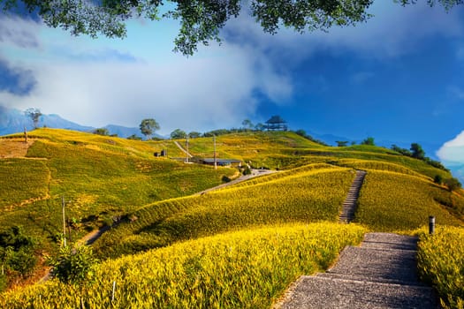 The Autumn scenery of Lioushidan Mountain (Sixty Stone Mountain). Resplendent Sunshine on sea of golden-colored Daylily Blossoms by the Trails of village & Crepuscular ray is Taiwan aesthetic sense.