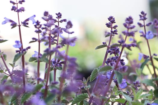 A garden of catmint plants in bloom growing.