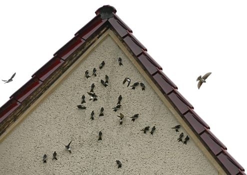 House martins