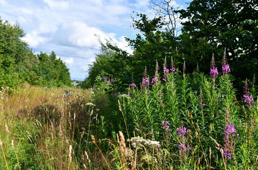 epilobium