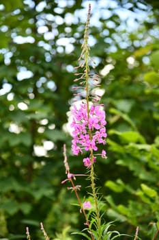 epilobium