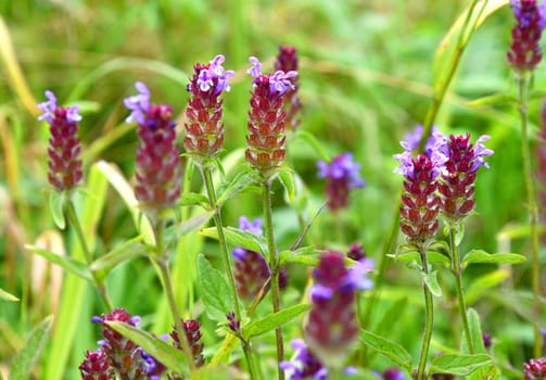 Prunella vulgais