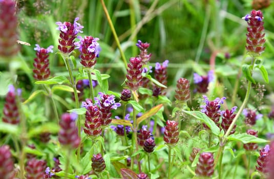 Prunella vulgais