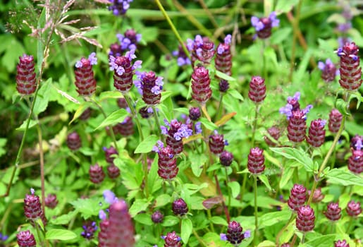 Prunella vulgais