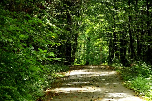 way in a forest through trees in light and shadow