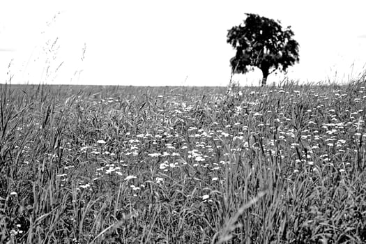 meadow with single pear tree