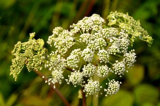 Angelica, medicinal herb with flower