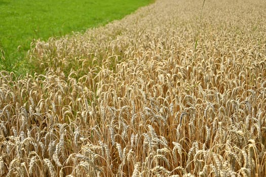 Field of ripe wheat in Germany