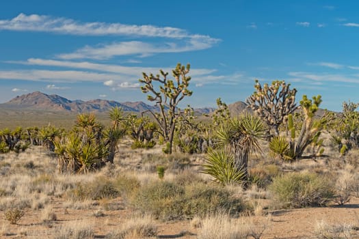 Botanical Display in the Desert in the Mojave National Preserve in California