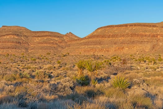 Evening Glow in the Desert in the Mojave National Preserve in California