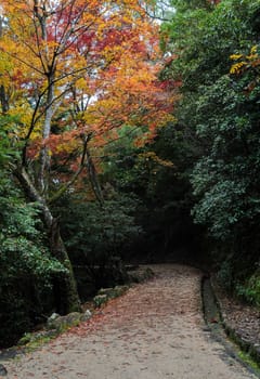 Japanese Autumn color leaves of Momijidani park in Miyajima, Japan