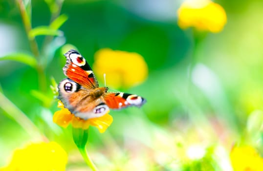 European peacock butterfly over bright colors background