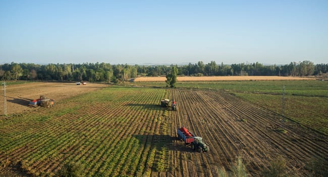 Tomato harvesting works aerial view. Tractor with full trailer