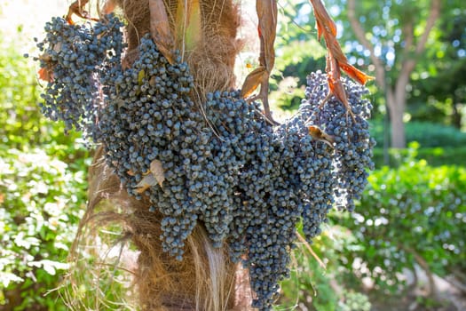 Chinese windmill palm ripe fruits or Trachycarpus fortunei. Closeup