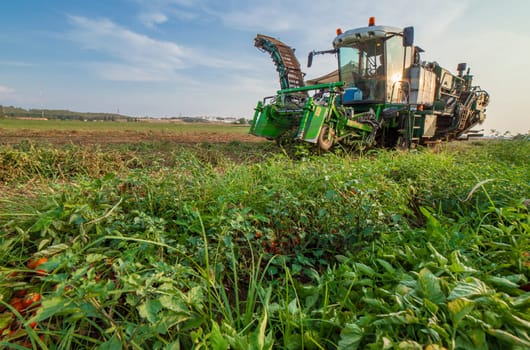 Self-propelled tomato harvester at work. Vegas Bajas del Guadiana, Spain