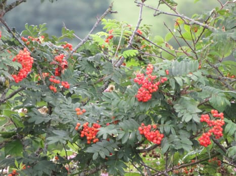 beautiful natural berries red fruits healthy vegetables