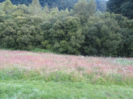 beautiful natural landscape with trees plants flowers colors