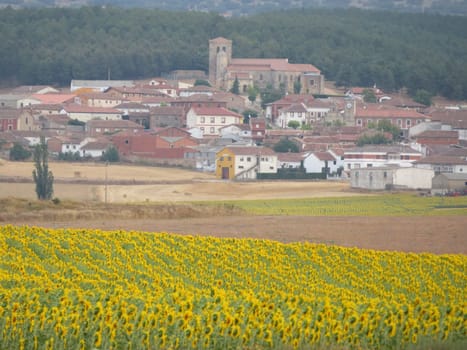 beautiful scenery with yellow sunflowers flowers big pipes