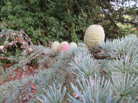 pineapples natural fruit growing tree green leaves