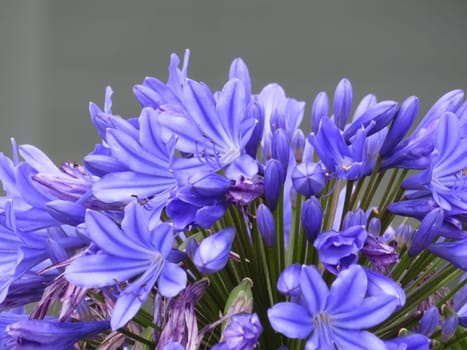 beautiful natural aromatic blue flowers different rare