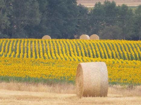 beautiful scenery with yellow sunflowers flowers big pipes
