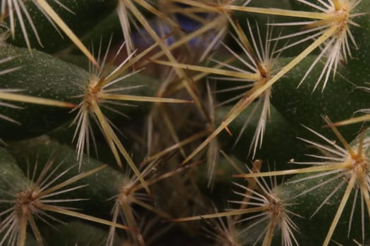 beautiful cactus with skewered spines to fend off predators self-defense protection
