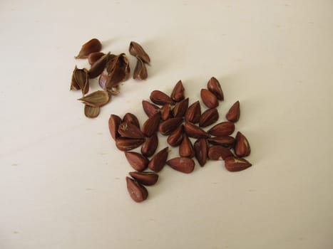 Shelled beechnuts from the European beech on a wooden board